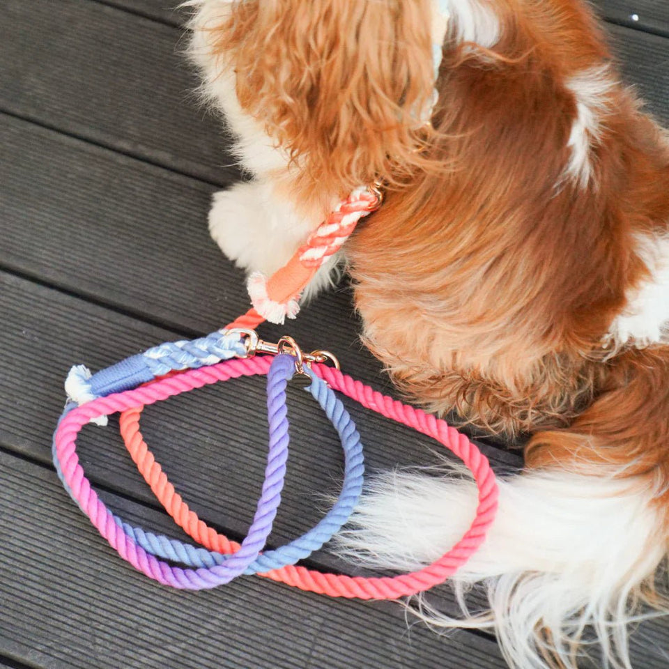 Hands-Free Dog Rope Dog Leash - Palette, view 2