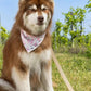 Vegan Leather Dog Collar - Champagne Fizz Design - Pets Perfect