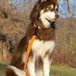 Crimson Glow Waterproof Dog Leash - Pets Perfect