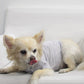 COIN1804 Doggy Tee - Burnout Wash Pet Shirt for Dogs & Cats