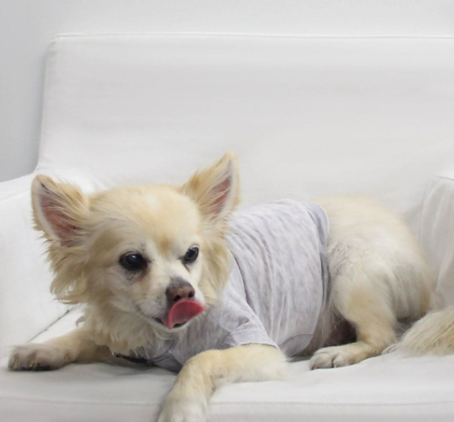 COIN1804 Doggy Tee - Burnout Wash Pet Shirt for Dogs & Cats