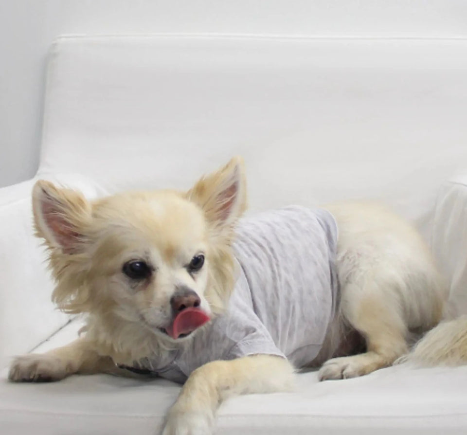 COIN1804 Doggy Tee - Burnout Wash Pet Shirt for Dogs & Cats - Pets Perfect