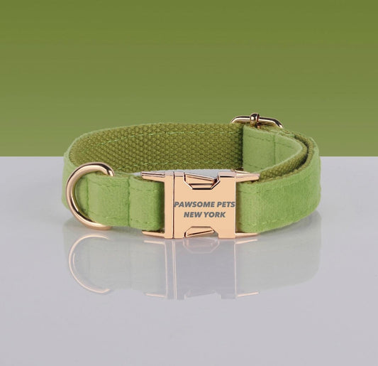Green dog collar with gold buckle on a reflective surface and green background