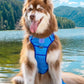 Aria the Fox Dockside Adventures No-Pull Dog Harness - Ultimate Comfort