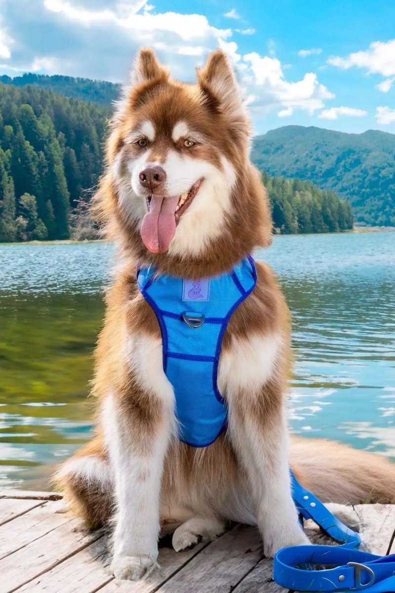 Aria the Fox Dockside Adventures No-Pull Dog Harness, Ultimate Comfort, view 6
