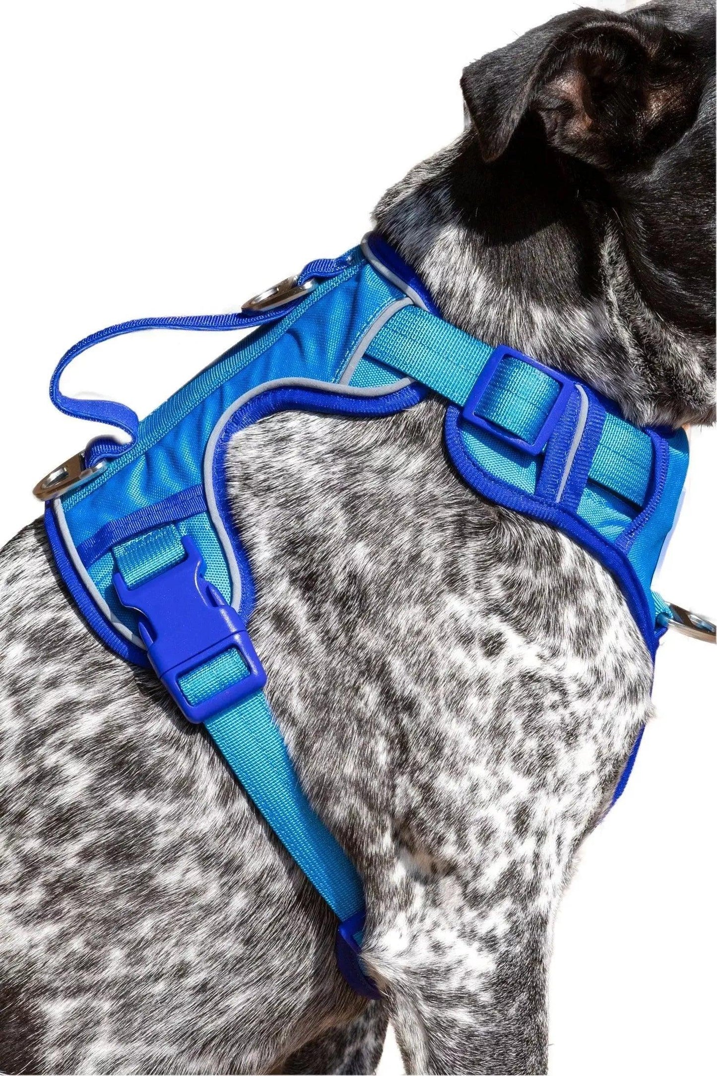 Aria the Fox Dockside Adventures No-Pull Dog Harness - Ultimate Comfort