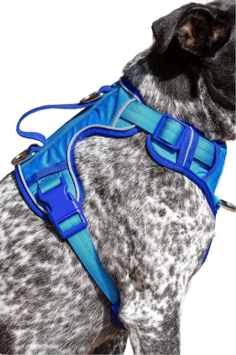 Aria the Fox Dockside Adventures No-Pull Dog Harness, Ultimate Comfort, Candy Blue / Ultramarine/XL, view 4