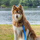 Dockside Adventures Waterproof Dog Leash - Pets Perfect