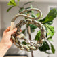 New: Handcrafted Olive Dog Leash | Sustainable |Stylish - Pets Perfect