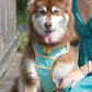 Island Vibes Ultimate Dog Harness - Pets Perfect