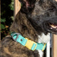 Island Vibes Waterproof Dog Collar
