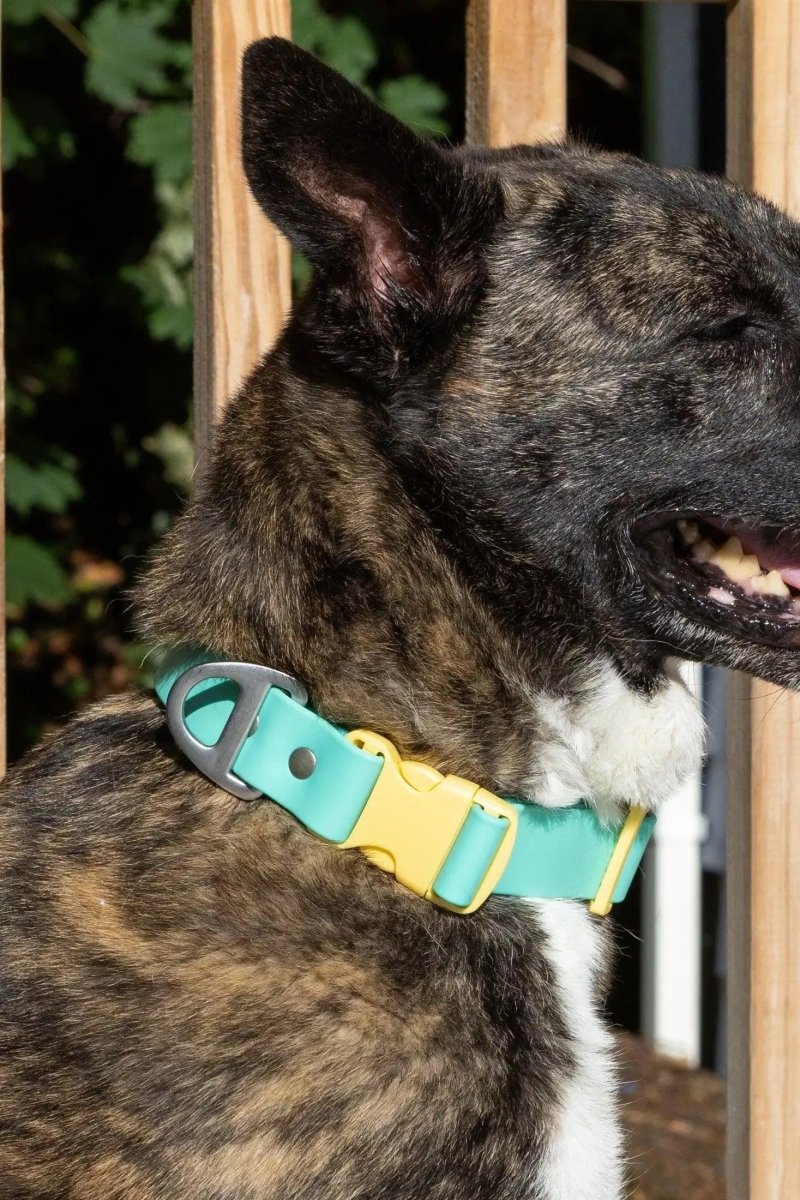 Island Vibes Waterproof Dog Collar, Aqua / Sunshine Yellow/13 - 15, view 2