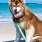 Island Vibes Waterproof Dog Leash - Pets Perfect