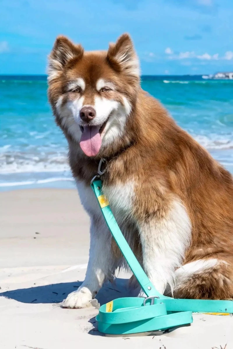 Island Vibes Waterproof Dog Leash, view 5