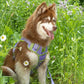 Aria the Fox Lavender Garden No - Pull Dog Harness - Elegant Comfort - Pets Perfect