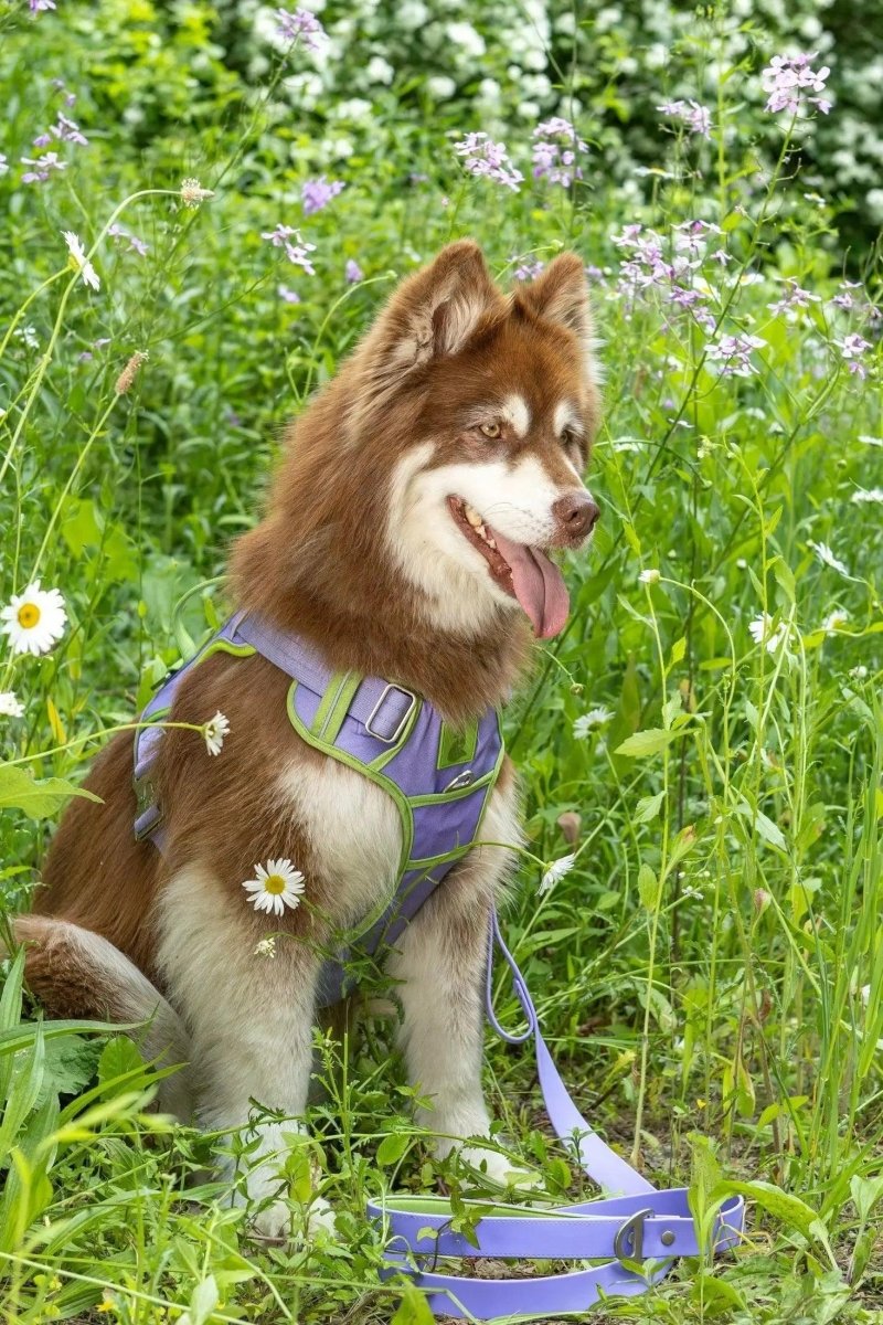 Aria the Fox Lavender Garden No-Pull Dog Harness - Elegant Comfort, Lavender / Meadow Green/Decide Later, view 5
