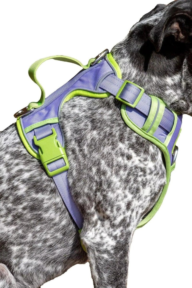 Aria the Fox Lavender Garden No-Pull Dog Harness - Elegant Comfort, Lavender / Meadow Green/Large, view 3