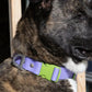 Lavender Garden Waterproof Dog Collar