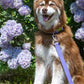 Lavender Garden Waterproof Dog Leash - Pets Perfect