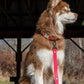 Red Mountain Syrah Waterproof Dog Leash - Pets Perfect
