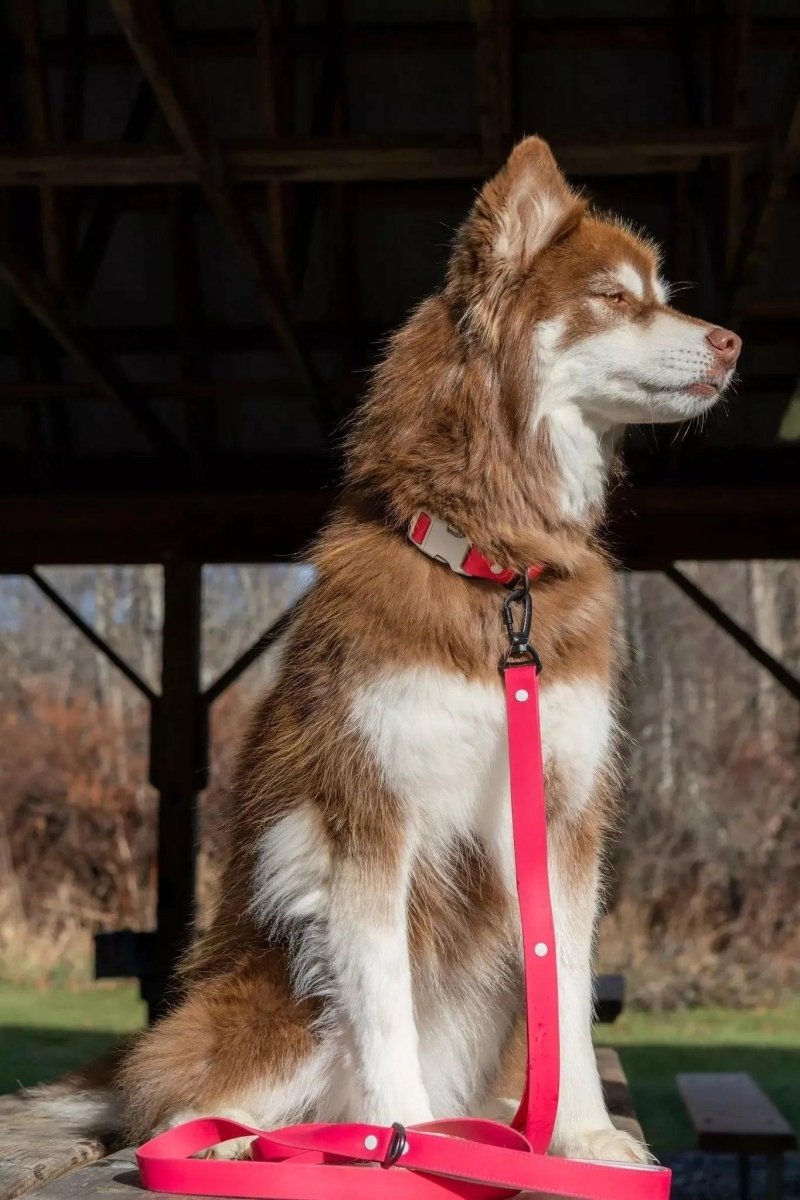 Red Mountain Syrah Waterproof Dog Leash, view 2