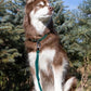 Siberian Spruce Waterproof Dog Leash - Pets Perfect