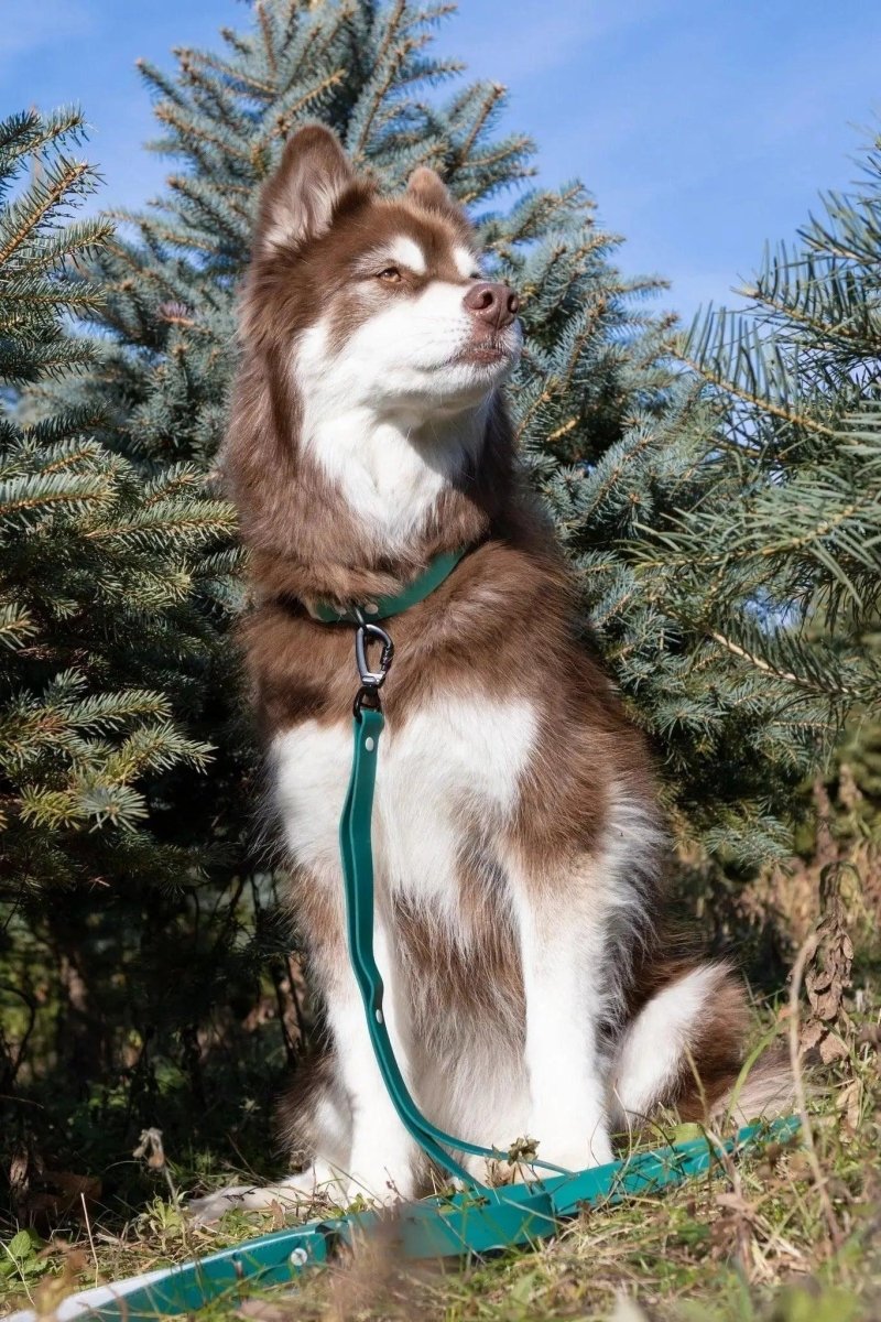 Siberian Spruce Waterproof Dog Leash - Pets Perfect
