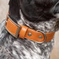 Vegan Leather Dog Collar - Sierra Sunrise Design - Pets Perfect