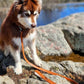 Sierra Sunrise Vegan Leather Dog Leash - Pets Perfect