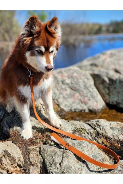 Sierra Sunrise Vegan Leather Dog Leash, Sequoia