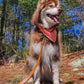 Sierra Sunrise Vegan Leather Dog Leash - Pets Perfect