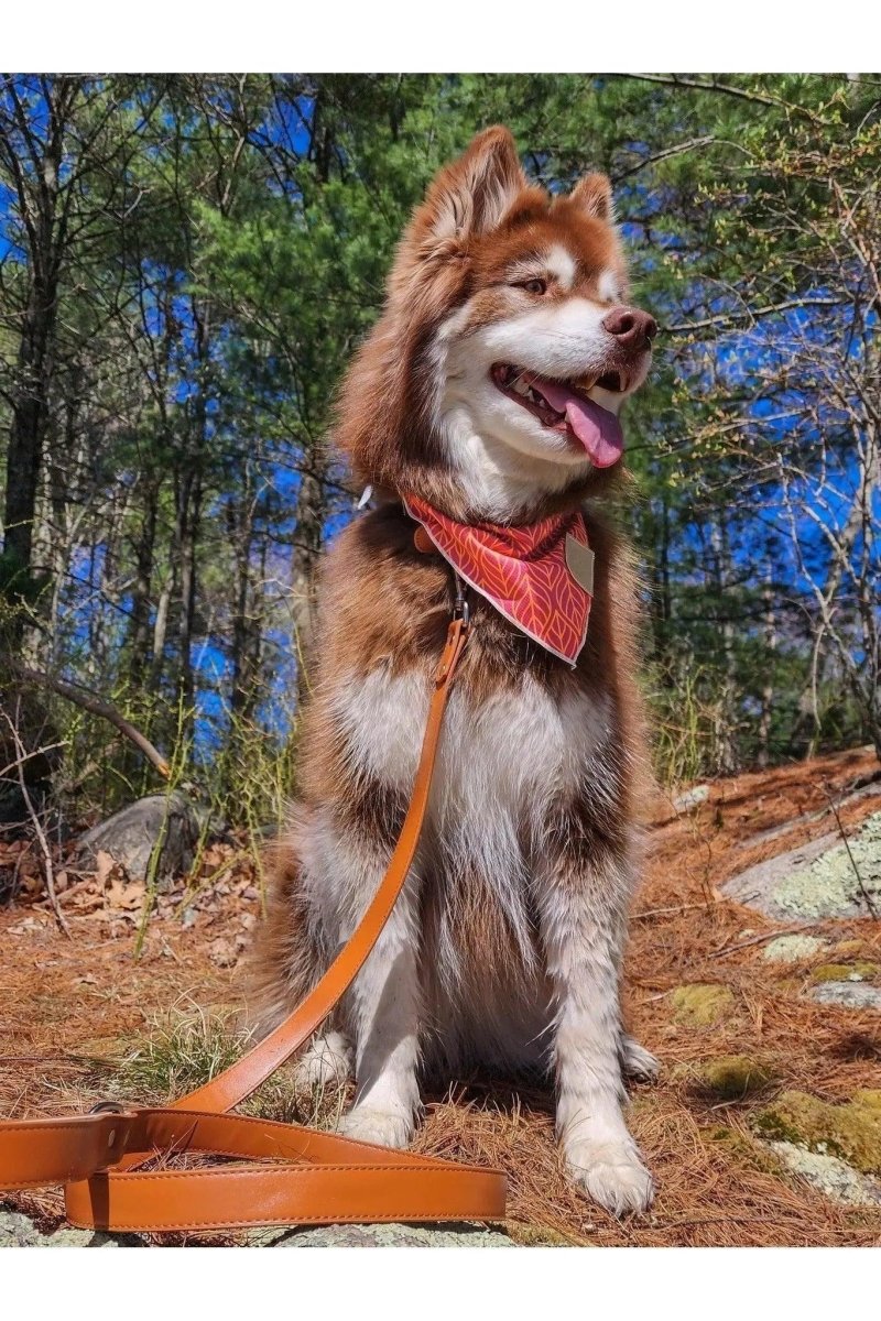 Sierra Sunrise Vegan Leather Dog Leash, view 5
