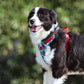 All-Purpose Dog Leash And Vest Set
