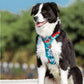 All-Purpose Dog Leash And Vest Set