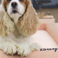 All-Seasons Removable And Washable Dog Bed