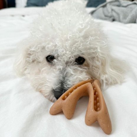Tall Tails Dog Enrichment Antler & Acorn 12 in
