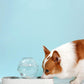 Automatic Pet Water Feeder - Clean And Convenient Drinking Solution For Cats And Dogs - Pets Perfect