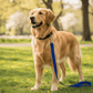 Coastal DoublePly Nylon Traffic Dog Leash Blue, 1ea/1 In X 24 in - Pets Perfect