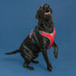 Breathable Mesh Dog Harness With Anti - Breakaway Traction Rope - Pets Perfect