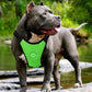 Breathable Mesh Pet Car Safety Chest Harness - Pets Perfect