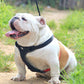 Comfortmesh Dog Leash Collar: Convenient And Stylish Walking Companion For Dogs Of All Sizes - Pets Perfect