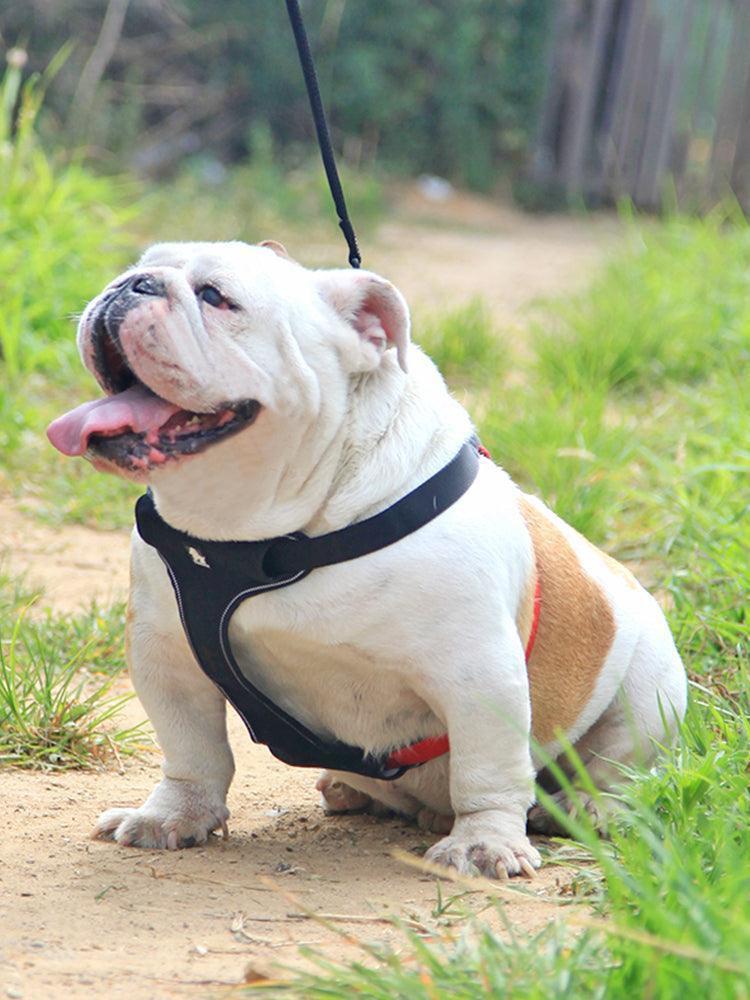 Comfortmesh Dog Leash Collar: Convenient And Stylish Walking Companion For Dogs Of All Sizes - Pets Perfect