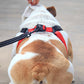 Comfortmesh Dog Leash Collar: Convenient And Stylish Walking Companion For Dogs Of All Sizes - Pets Perfect