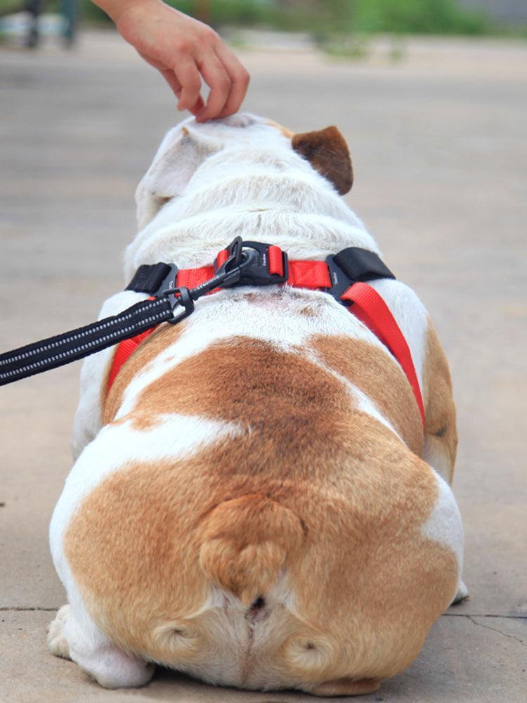 Comfortmesh Dog Leash Collar: Convenient And Stylish Walking Companion For Dogs Of All Sizes - Pets Perfect