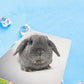 Aluminum Cooling Plate for Small Pets Beat the Heat - Pets Perfect