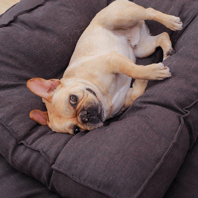 Cozy Canine Cushion - Brown Dog Pillow Bed - Pets Perfect