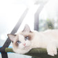 Cozycat Window Perch - The Ultimate Hangout Spot For Your Feline Friend - Pets Perfect