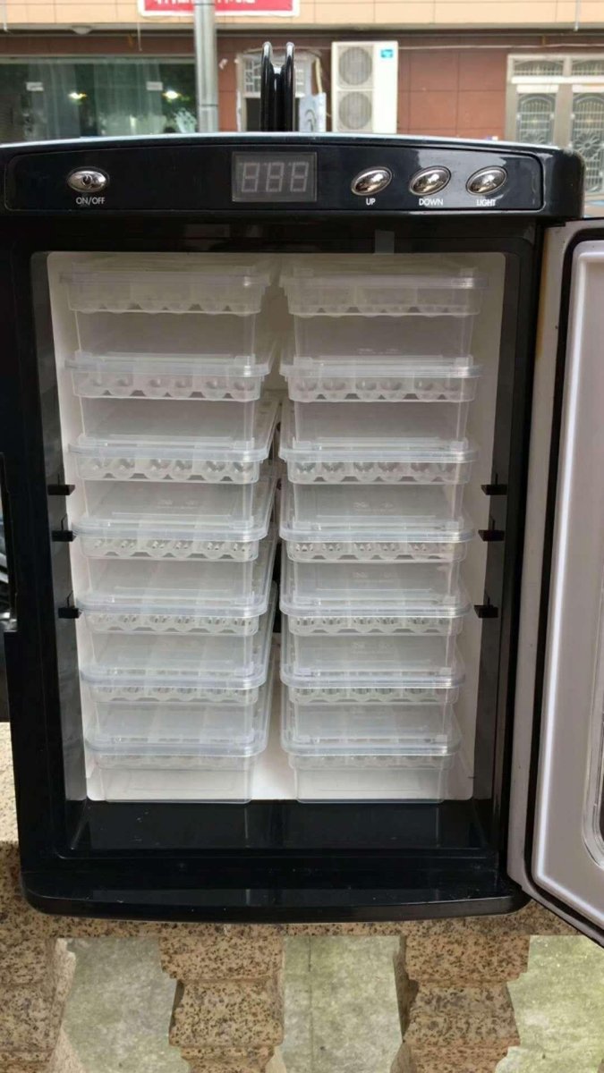 Crawling Creature Hatchery: The Ultimate Reptile Incubator - Pets Perfect