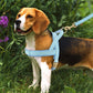 Customizable No-Pull Dog Harness and Leash Set - Complete Walking Solution