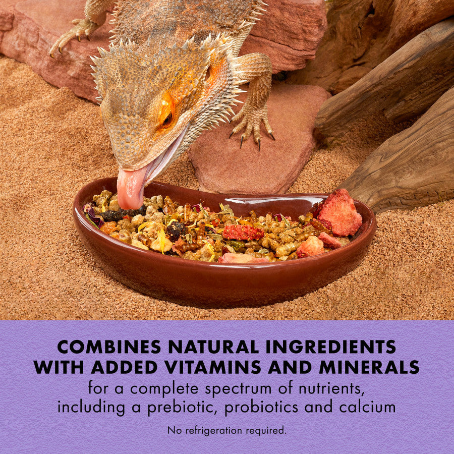 Bearded dragon with tongue extended, eating a bowl of Zilla Medley Diet Omnivore Mix on sand.